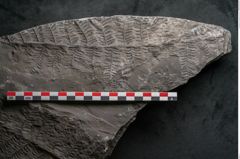 Foto (Detailansicht) von Senftenbergia crenata Lindl. et H. (NHMW-GEO-2024-0188-10943)